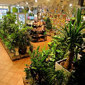 Pflanzen Kögel Pflanzenmarkt in Hamburg